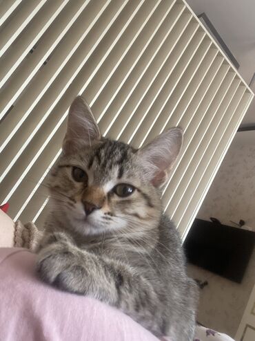 электрическая машинка для стрижки овец: Britan, Dişi, Yaxşı əllərə, Ünvandan götürmə