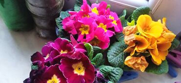 Toxumlar: Растения на заказ и в продаже кому интересно пишите -da lalafo.az — 15 Toxumlar: Растения на заказ и в продаже кому интересно пишите — 15