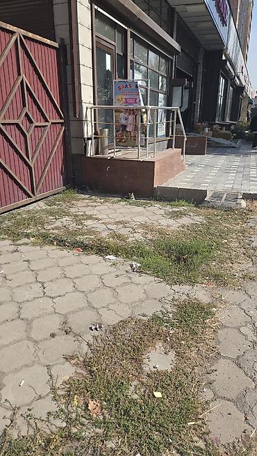 Үй жаныбарлары: Табылган : Породасыз — 3