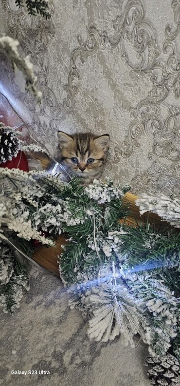 Pişiklər: Britan — 9