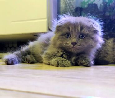 шотландская вислоухая длинношерстная кошка: Шотландский вислоухий котёнок (Scottish Fold) голубого окраса. мальчик