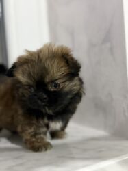 İtlər: Pekines, 2 ay, Dişi, Peyvəndli — 15