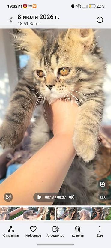 коён ош: Котенок 4 месяца,шотландский хайленд страйт,ноходится в Канте — 2