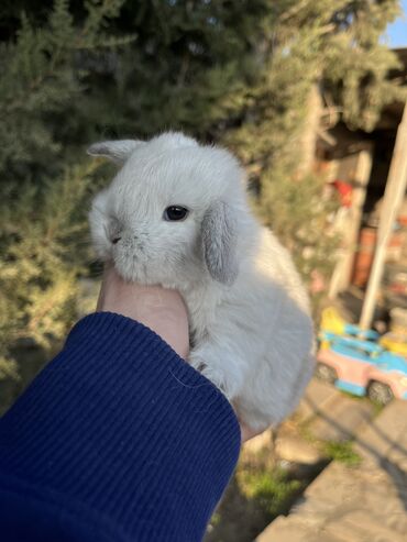 su maymunu: Salam🖐🏻. 🎁 ad günlerinde bayram ve xüsusi günlerde hediyye seçiminde