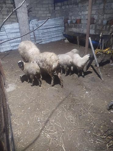 Qoyunlar, qoçlar: Ekiz qoyunlar — 9