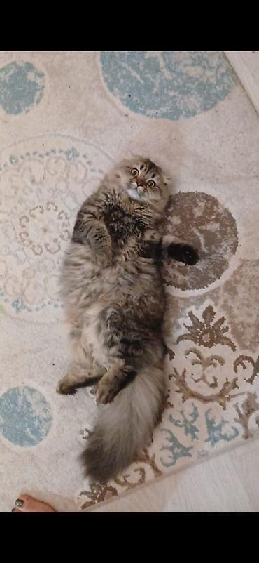 Pişiklər: Britan — 8