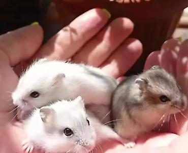 Хомяки: Клетки для хомяков с комплектующими. Варианты: - Клетка с — 4