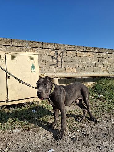 sort itler: Kane-Korso, 5 ay, Erkək, Peyvəndli, Ünvandan götürmə — 3