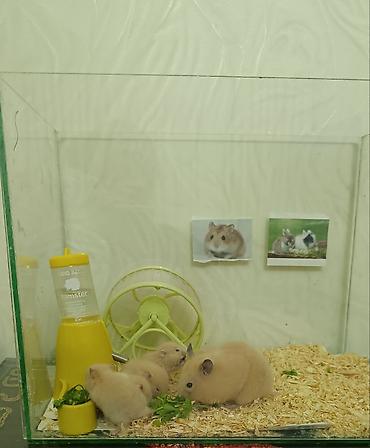 Akvariumlar: Şüşə akvariumda tam hamster dəsti 2 bala ilə birlikdə. Məhsulun — 4