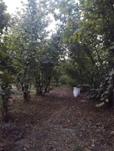 Bağ və bostan üçün digər məhsullar: Fındıq bağı – intensiv sıralı əkiliş - Məhsul: fındıq bağı — 6