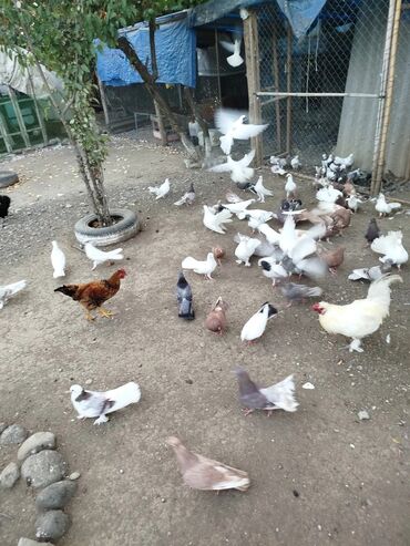 Göyərçinlər: Məhsul: Ev quşları üçün müxtəlif cins və rəngdə göyərçin sürüsü kom200 — 3