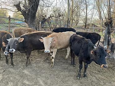 Коровы, быки: Продаю | Бык (самец) | На откорм — 17