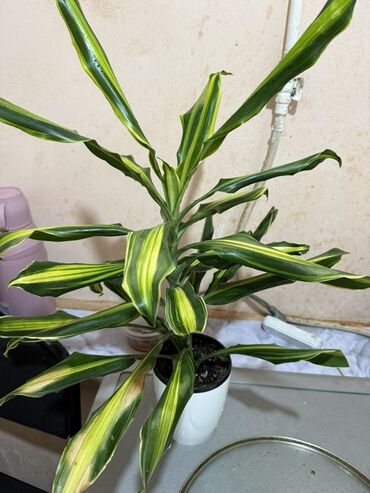 насос дренажный: Драцена фрагранс ‘Лайм’ (Dracaena fragrans, вариегатная форма) в