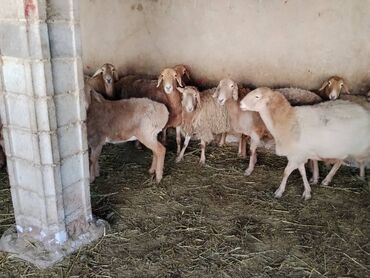 Бараны, овцы: Продаю | Овца (самка) | Арашан | Для разведения | Котные, Матка, Племенные — 1