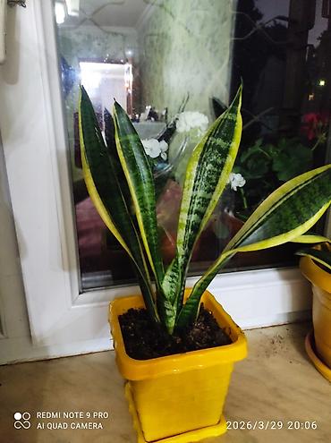 Другие растения: Sansevieria gold (Qayın dili) – dekorativ otaq bitkisi - Növlərdən — 1