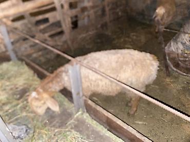 карова малоко: Продаю | Баран (самец), Ягненок | Для разведения — 2