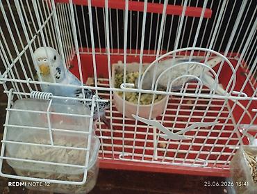 pitbull balaları: Iki ədəd öz quşumun balasıdır bir ile yaxındır böyüyüblər tam sağlam — 4