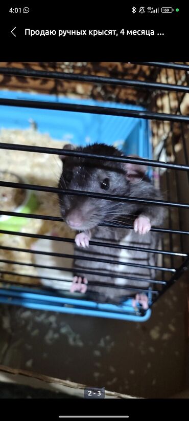 Крысы: Продаются крысята 2 мальчика по 4 месяца Ручные и игривые. Вместе с