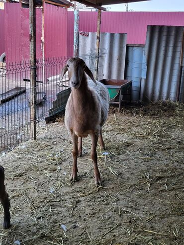 продажа баранов в бишкеке: Продаю | Ягненок | Арашан | Для разведения | Ярка