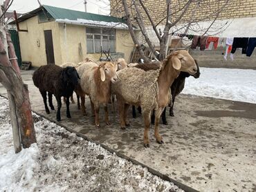 купить козу в бишкеке: Продаю | Ягненок, Баран (самец)