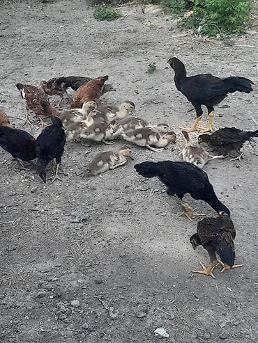 etlik cuceler: Toyuq cücələri, Ətlik — 6
