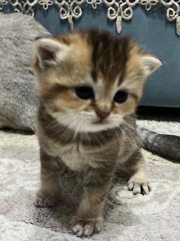 Pişiklər: Britan — 3