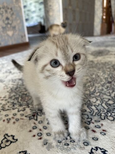 абиссинский кот: Продаю котенка 1.5 месяц, девочка. Уже кушает мягкую еду