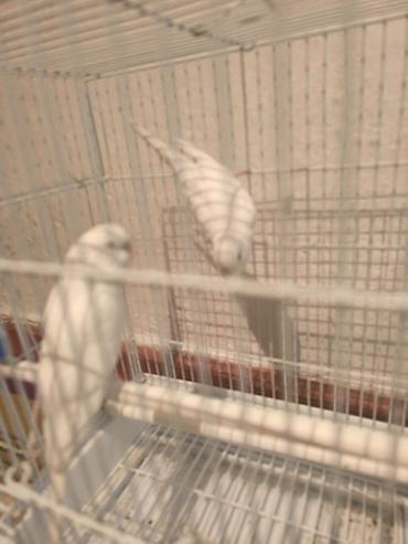 тез арада: Срочно срочно продаю попугай волнистых 2 самка белого цвета попугайи — 2