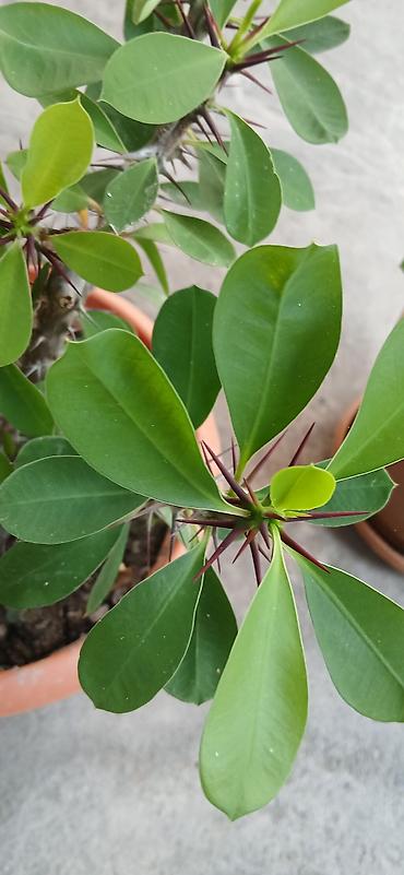 gul toxum satışı: Bitkilər: Euphorbia milii (Tikanlı tac, “Crown of Thorns”) – hazir — 1
