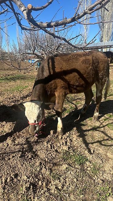 Коровы, быки: Продаю | Тёлка | Симментальская | На забой, Для разведения, Для молока | Племенные, Не стельные, Искусственник — 4