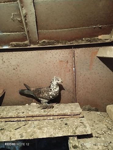 Göyərçinlər: Tam sağlam 10 quş,tək tək ayrı qiymət real alıcıya endirimdə olacaq — 7