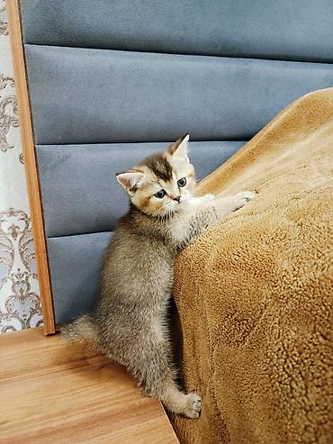 Pişiklər: Britan — 6