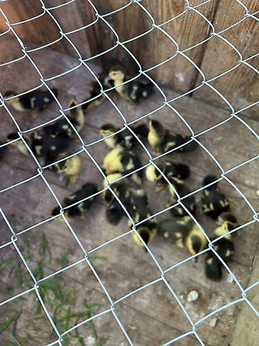Öz heyetimin otqanik iynesiz dermansiz org lavanda elaqe saxlaya lalafo.az -da Öz heyetimin otqanik iynesiz dermansiz org lavanda elaqe saxlaya