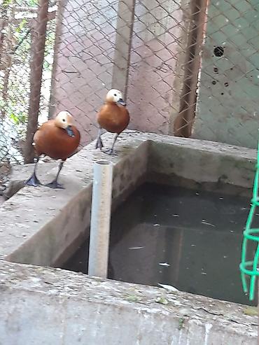 amadin qusu haqqinda: Narin ördəklər (Ruddy shelduck – turac rəngli su quşu) cütlük — 7