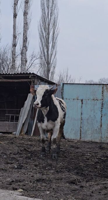 продаю белые туфли: Продаю | Бык (самец) | Голштин | Для разведения | Искусственник