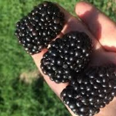 Фрукты и ягоды: Ежевика сортовая ремонтантная и летняя Сорта прошедшие сортоиспытание — 2