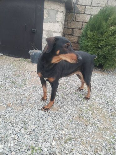 it doberman: Doberman, 1 il, Dişi, Peyvəndli, Pulsuz çatdırılma