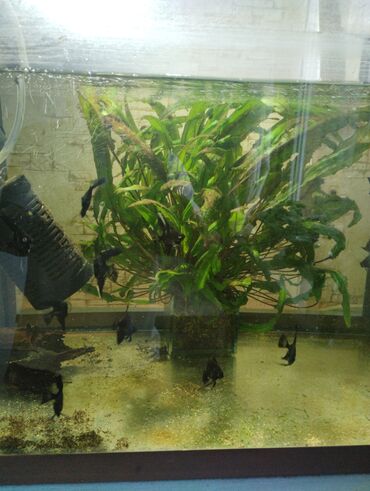 Рыбы: Гуппи 35с меченосцы от 50 с анцитрусы мальчики взрослые по 300с — 6