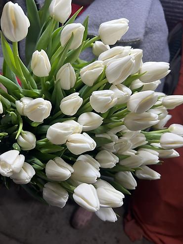 Теплицы: 🌷 Тюльпаны на продажу! Свежие, качественные, выращиваем сами. С — 8