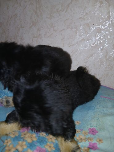 İtlər: Pekines, 2 ay, Erkek — 4