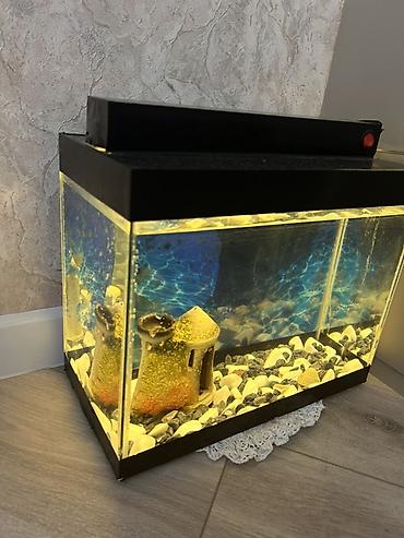 xiaomi akvarium: Akvaryum komplekti - Şüşə akvaryum, düzbucaqlı forma, qara çərçivə - — 2