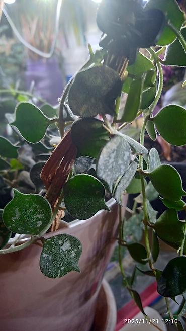 Хойи: Коллекционные хоии (Hoya) – несколько разновидностей в горшках и — 1