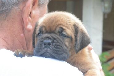 Psi: Stenci bordoske doge vrhunske krvne linije na prodaju. Dostupno je 5 — 8