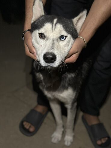 İtlər: Xaski, 1 ay, Erkek, Peyvəndli, Ödənişli çatdırılma — 6