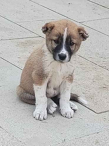 1 aylık doberman: Qurdbasar — 4