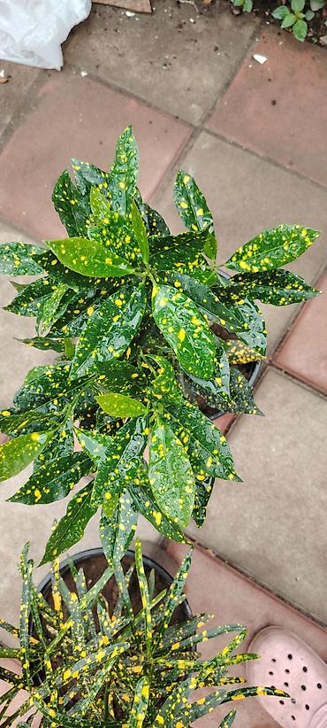 kol bitkiləri: Məhsul: Kroton (Codiaeum variegatum) – “Gold Dust”/“Gold Star” — 1