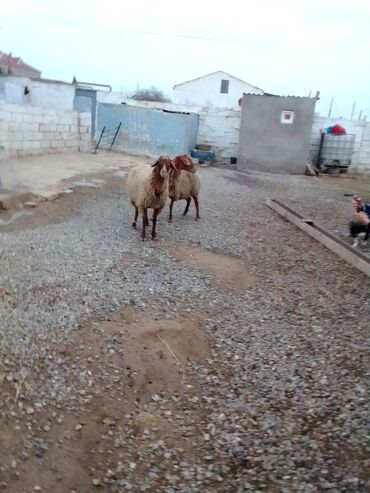 Qoyunlar, qoçlar: Qiymət cütünə ayıdır real alıcıya endirim olacaq boğaz heyvan di — 11