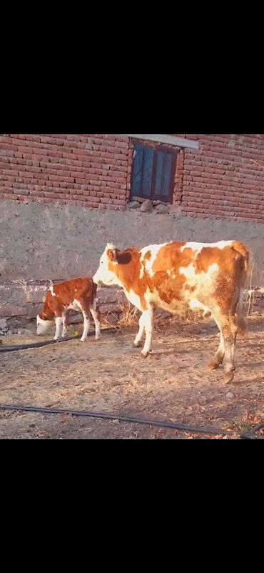 Inəklər, öküzlər: Simental tipli inək və balası - Rəng: qırmızı-ağ alaca - Ana inək -da lalafo.az — 2 Inəklər, öküzlər: Simental tipli inək və balası - Rəng: qırmızı-ağ alaca - Ana inək — 2