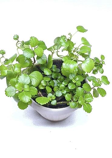 Хлорофитумы: Продаю комнатные растения, цветы . Пассифлора кализия розовая пантера — 11