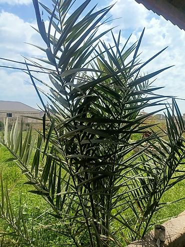 palm: Xurma (palma) ağacı – dekorativ və məhsuldar sort - Bitki — 2
